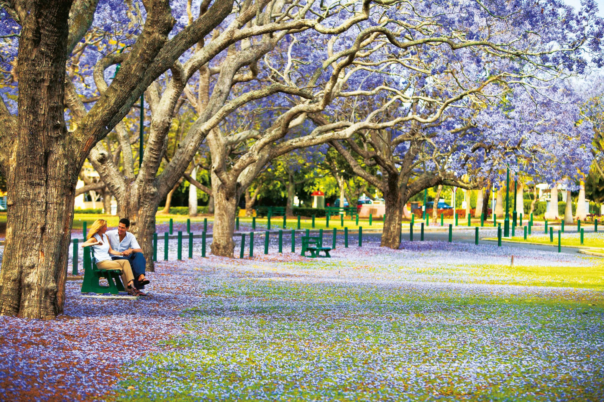 Brisbane's Jacaranda Trees in Spring