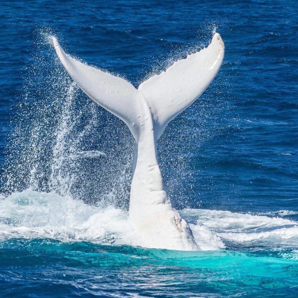 Migaloo the White Whale. Tail splashing in the water