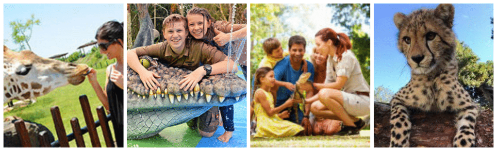 Collage of images from Australia Zoo. Woman feeding a giraffe. Bindi and Robert Irwin with a crocodile. family patting a baby crocodile. cheetah