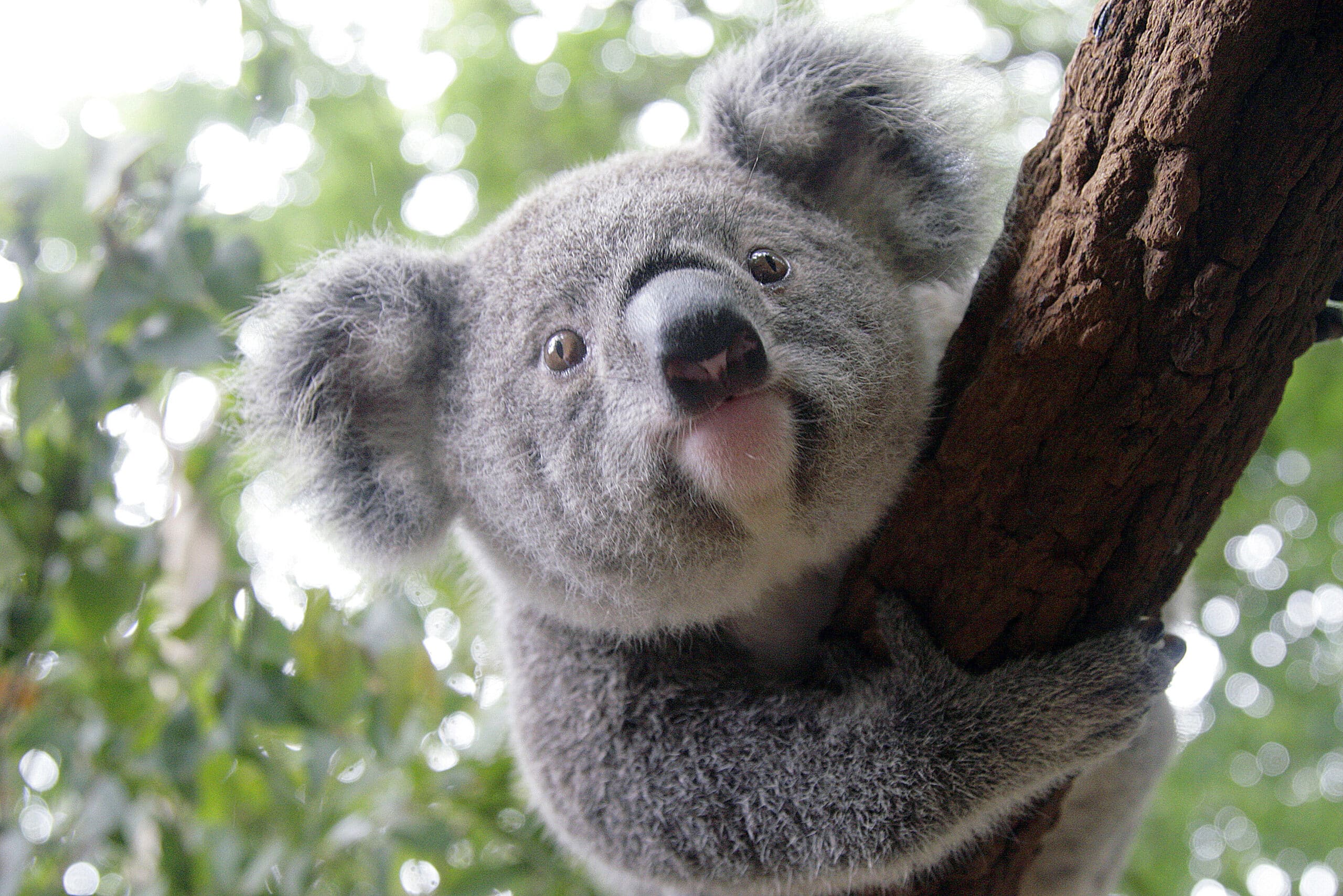 Koala in a tree at Lone Pine Koala Sanctuary