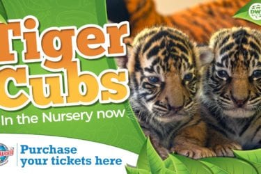 Dreamworld goes WILD over Tiger Cubs
