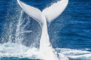 Migaloo has Arrived!